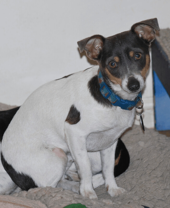 Johnny, an adopted Rat Terrier in San Francisco, CA_image-3