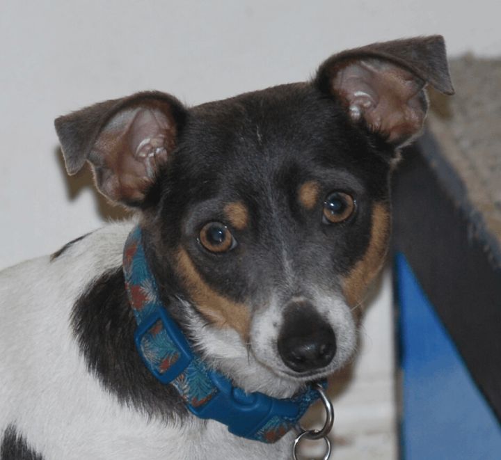 Johnny, an adopted Rat Terrier in San Francisco, CA_image-1