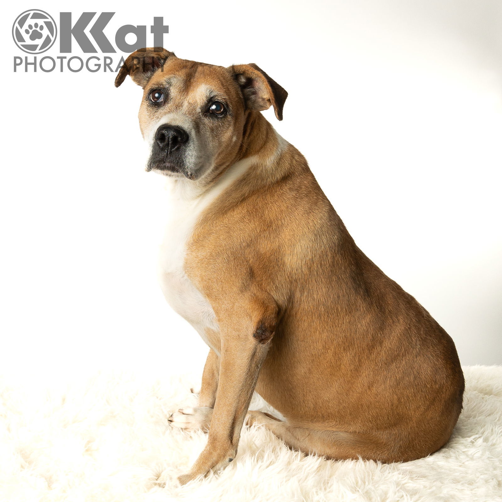 Darcy, an adoptable Boxer in Crescent, OK, 73028 | Photo Image 1