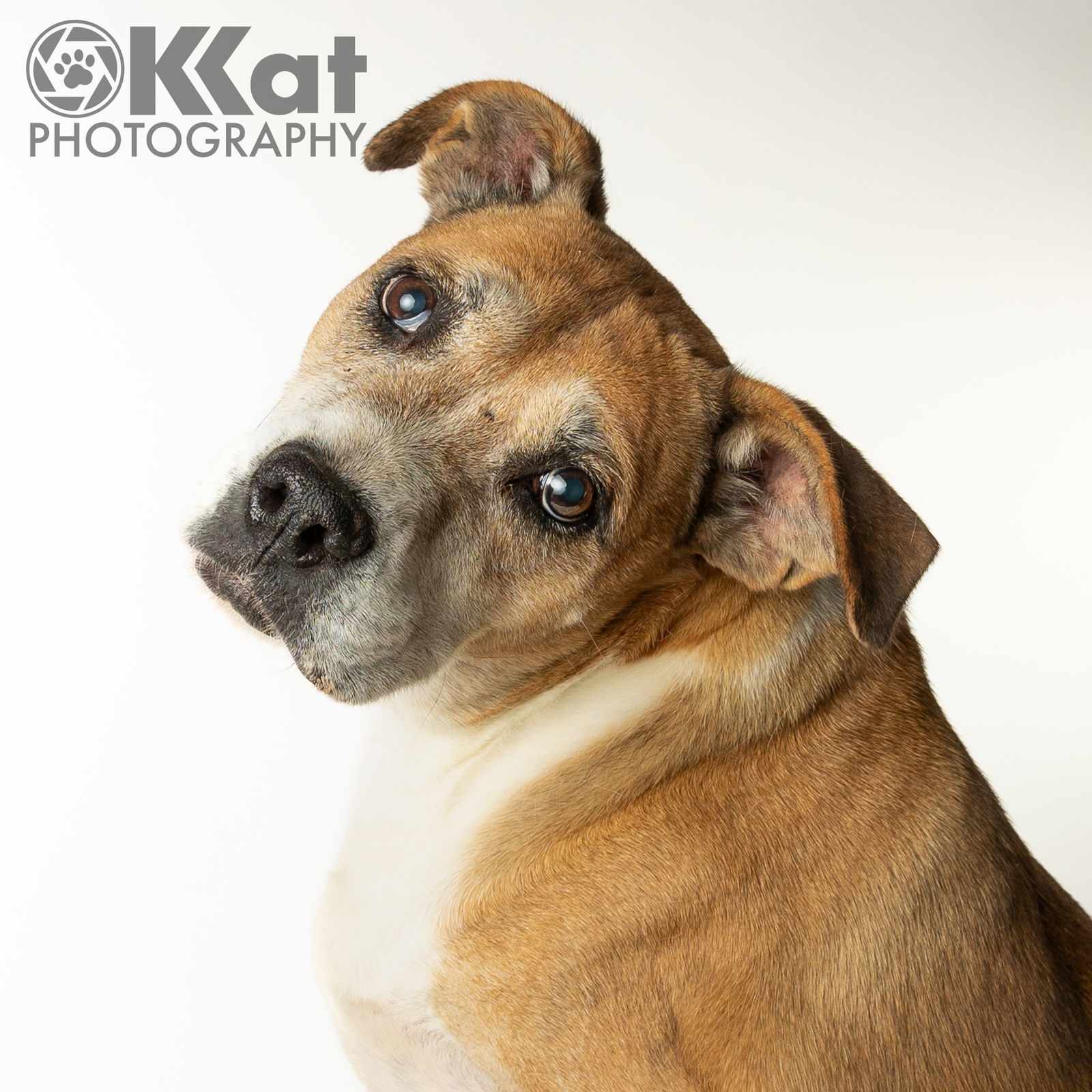 Darcy, an adoptable Boxer in Crescent, OK, 73028 | Photo Image 2