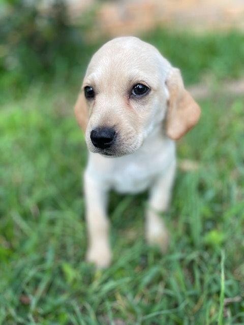 Waylon