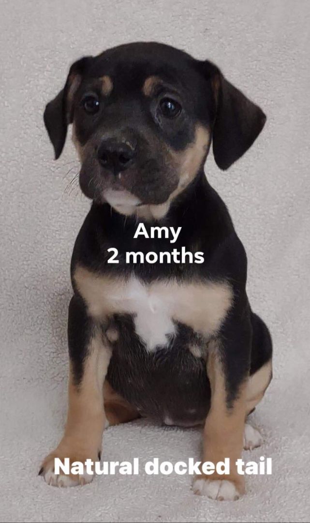 Amy