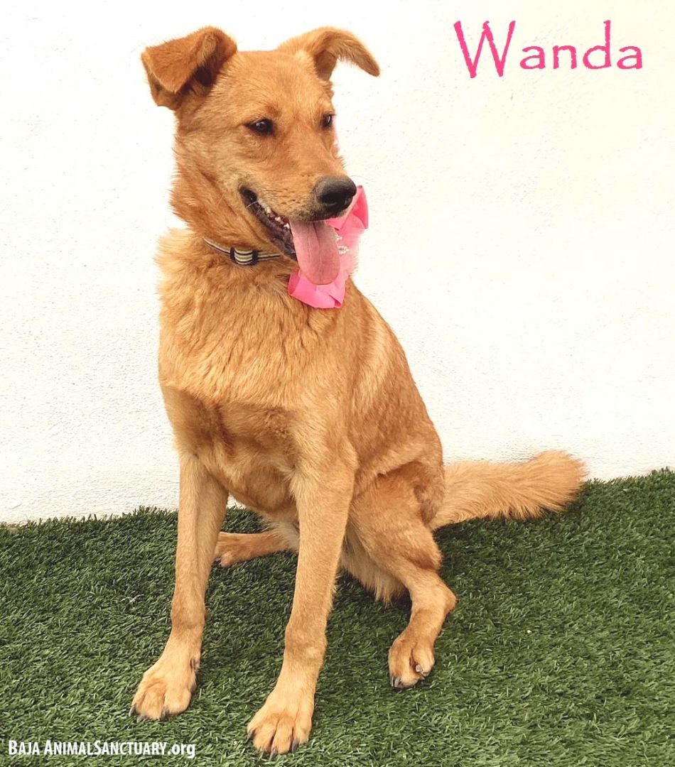 Wanda