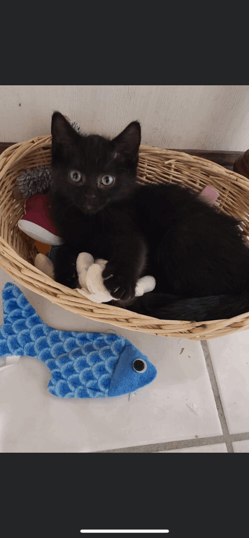 Midnight, an adopted Domestic Short Hair Mix in Omaha, NE_image-1