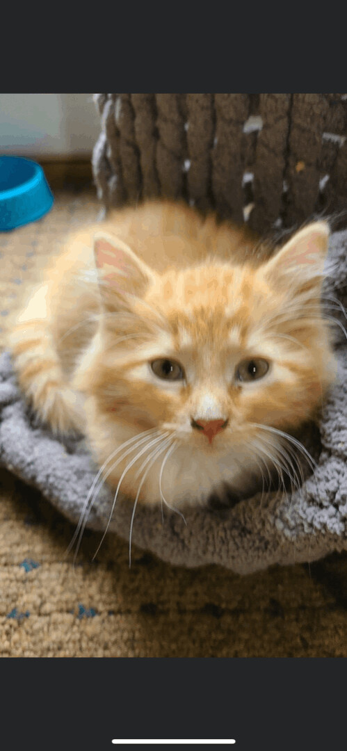 Sunshine, an adopted Domestic Long Hair Mix in Omaha, NE_image-1