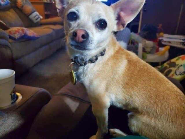 Roswell, an adoptable Chihuahua in Albuquerque, NM, 87199 | Photo Image 1