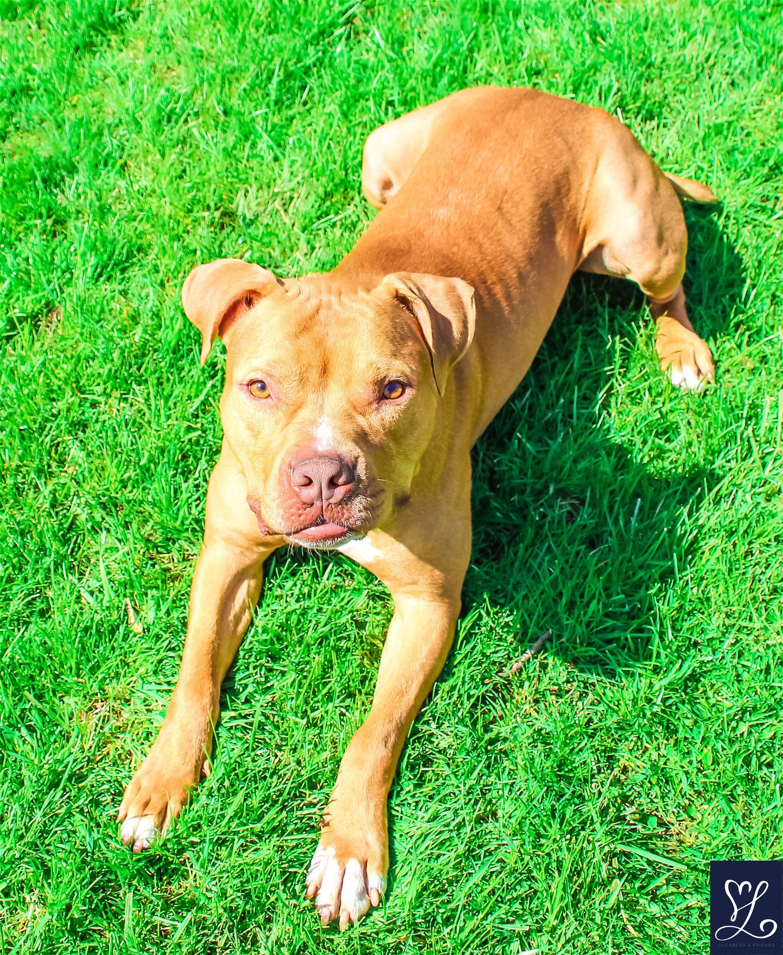 Bruno, an adoptable Pit Bull Terrier in Lockport, NY, 14095 | Photo Image 1