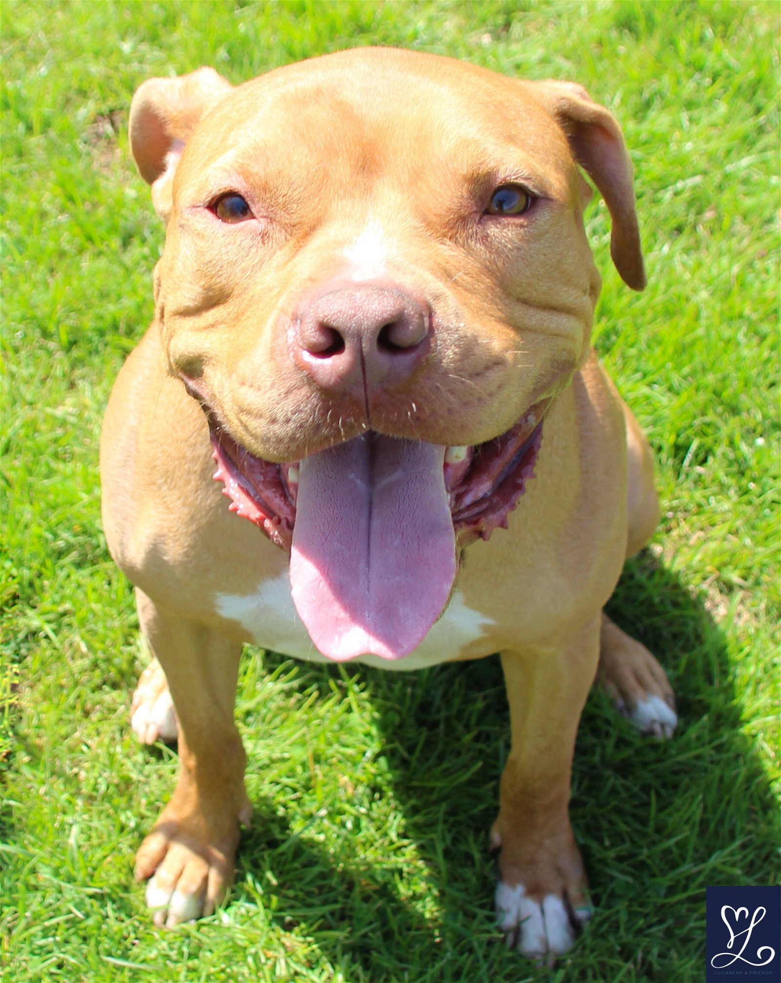 Bruno, an adoptable Pit Bull Terrier in Lockport, NY, 14095 | Photo Image 2