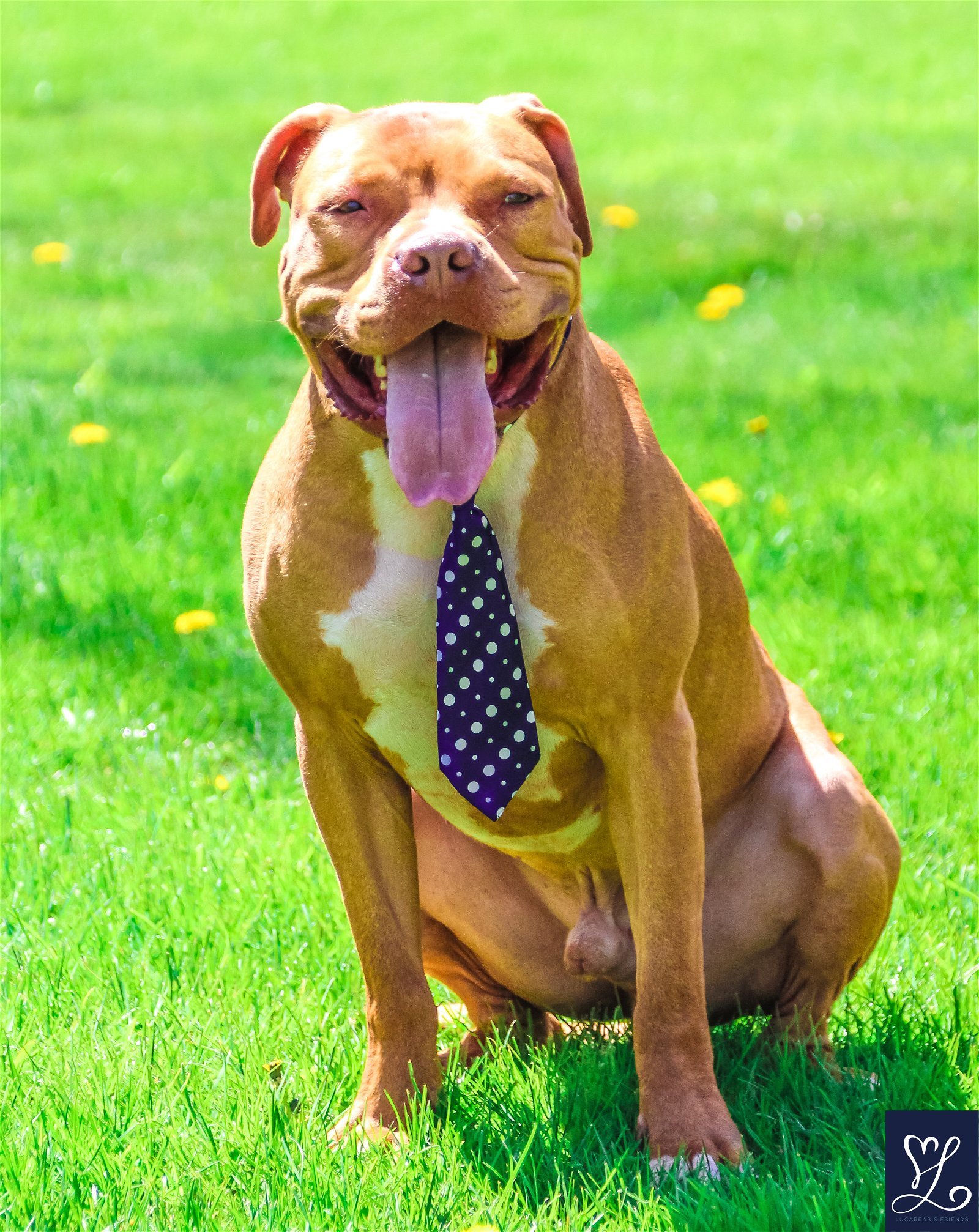Bruno, an adoptable Pit Bull Terrier in Lockport, NY, 14095 | Photo Image 3