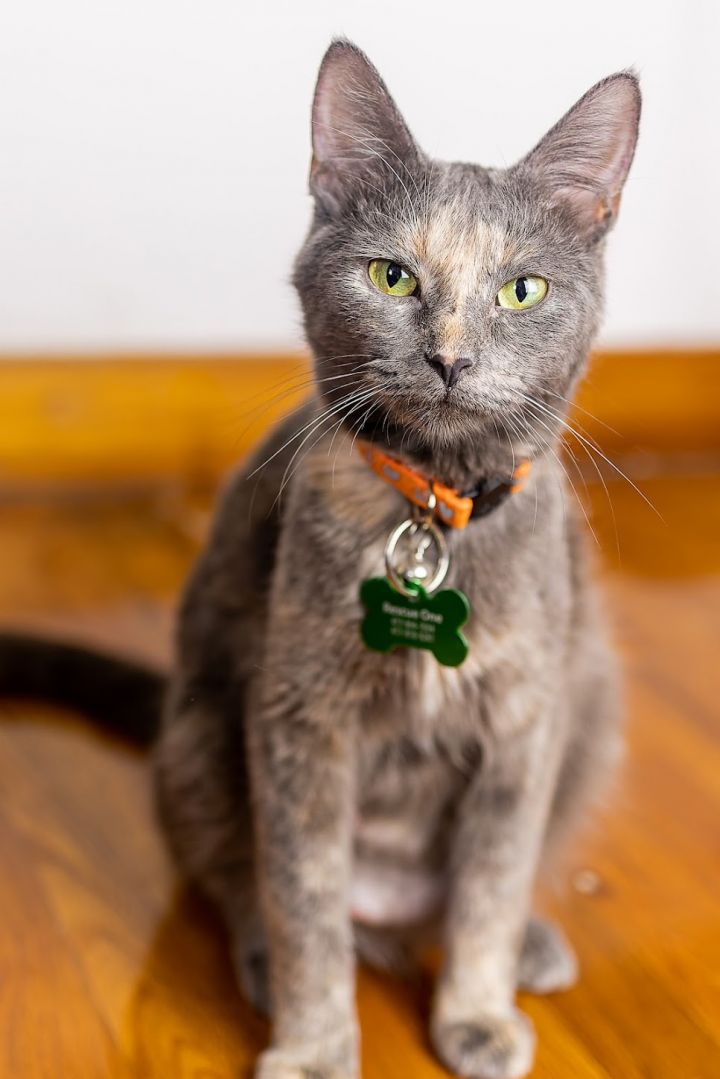 Louise , an adoptable Domestic Short Hair Mix in Springfield, MO_image-2