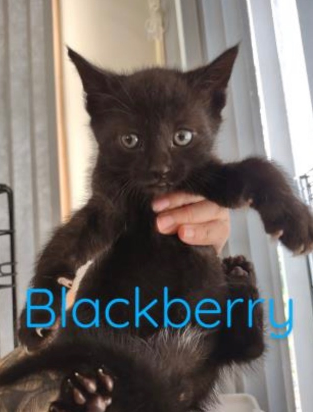 Blackberry (Pie Litter) 1