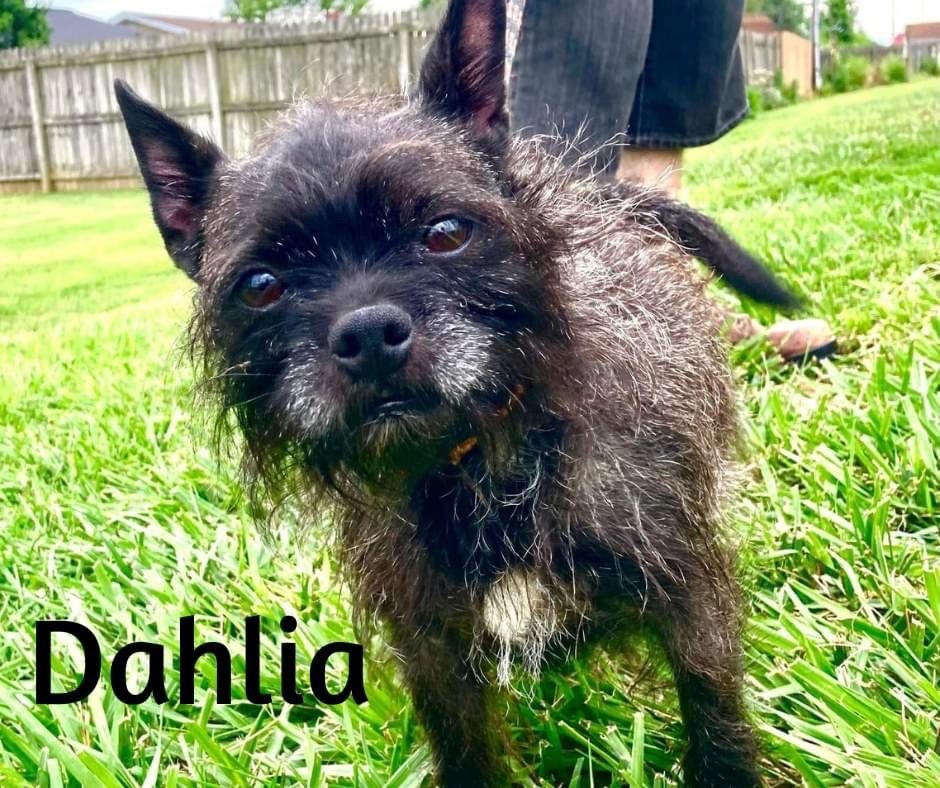 Daliah, an adoptable French Bulldog, Wirehaired Terrier in Marion, IN, 46953 | Photo Image 1