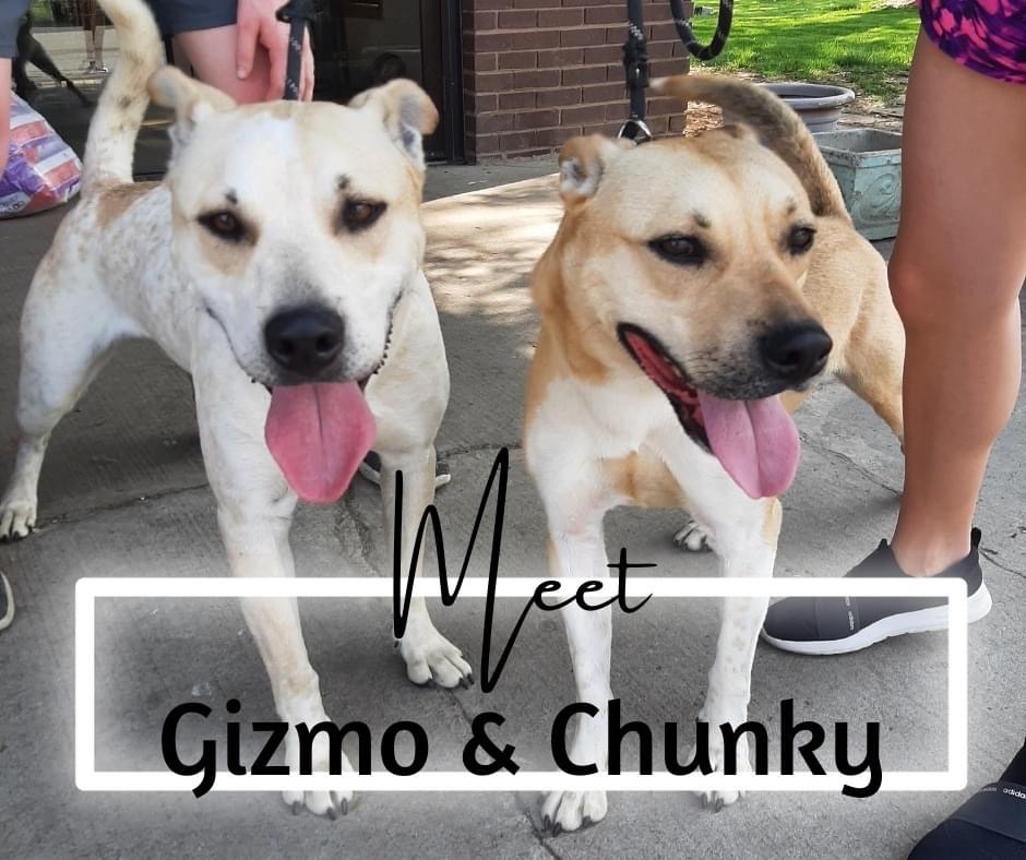 Gizmo and Chunk, an adoptable Husky in Marion, IN, 46953 | Photo Image 1