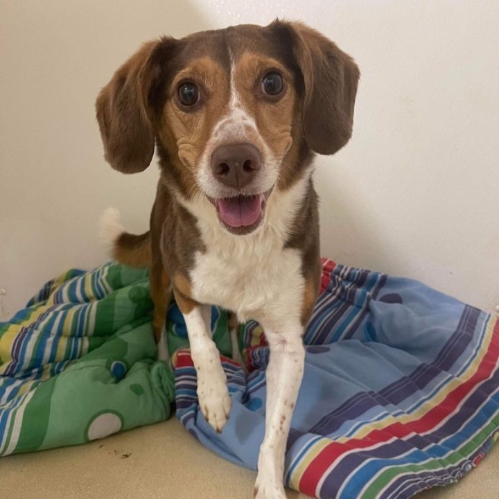 Dog for adoption Maggie May SPONSORED, a Beagle Mix in Hopkinsville