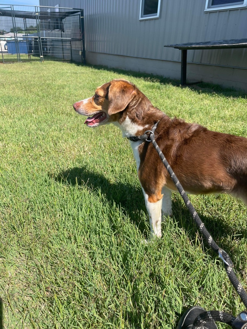 Maggie May-- SPONSORED, an adoptable Beagle in Hopkinsville, KY, 42240 | Photo Image 3