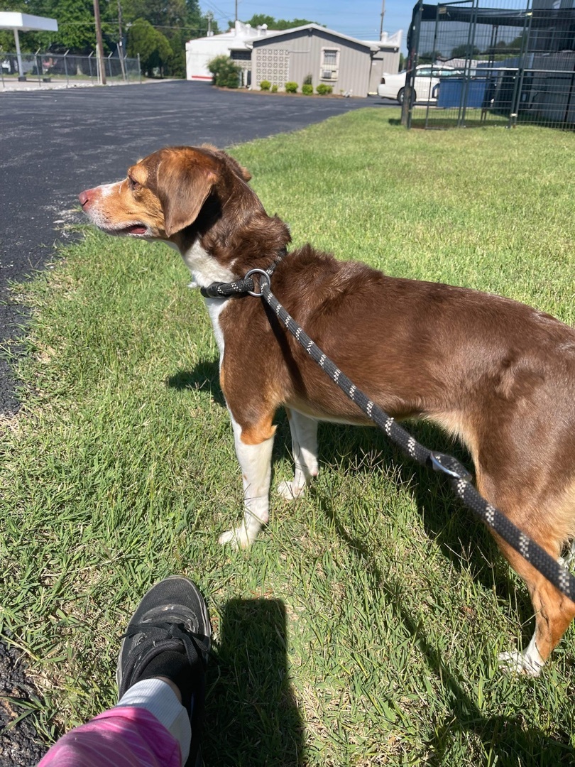 Maggie May-- SPONSORED, an adoptable Beagle in Hopkinsville, KY, 42240 | Photo Image 4