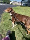 Maggie May-- SPONSORED photo 4