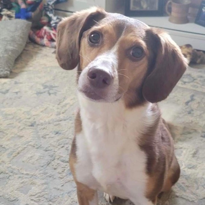 Maggie May-- SPONSORED, an adoptable Beagle in Hopkinsville, KY, 42240 | Photo Image 5