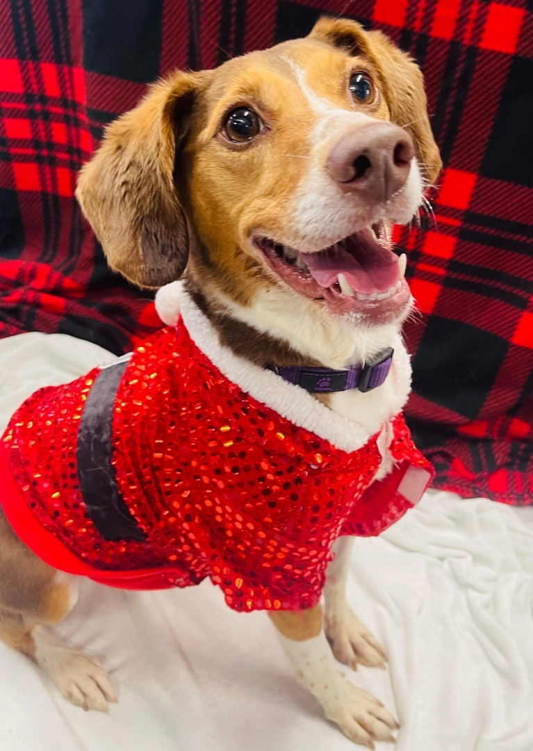 Maggie May-- SPONSORED, an adoptable Beagle in Hopkinsville, KY, 42240 | Photo Image 1