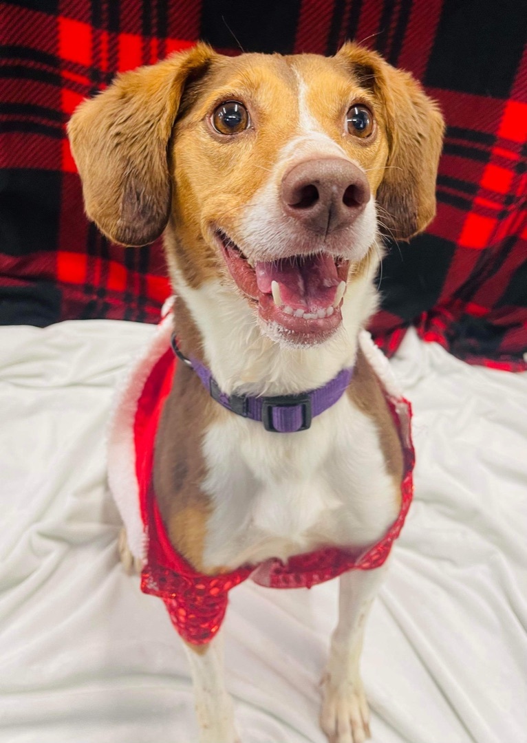 Maggie May-- SPONSORED, an adoptable Beagle in Hopkinsville, KY, 42240 | Photo Image 6