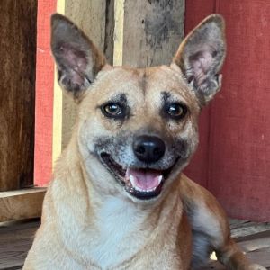 Falafel Chihuahua Dog