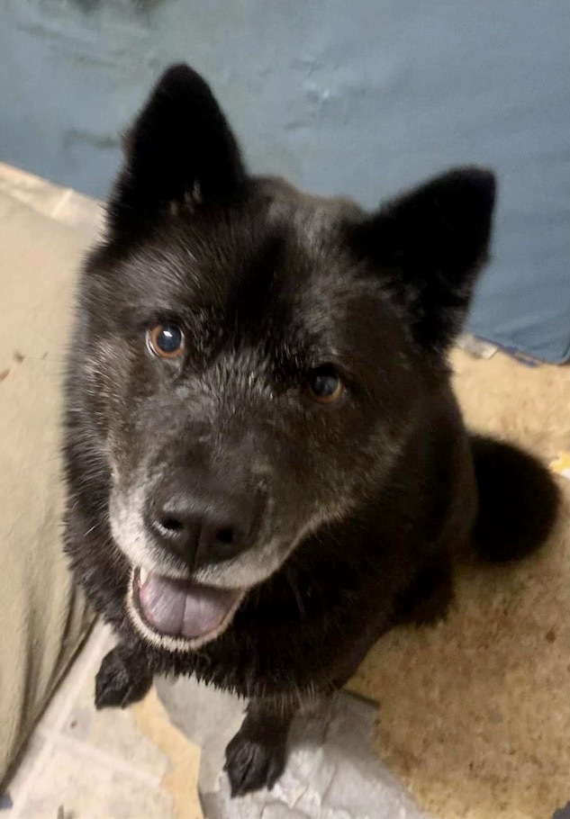 black chow husky mix