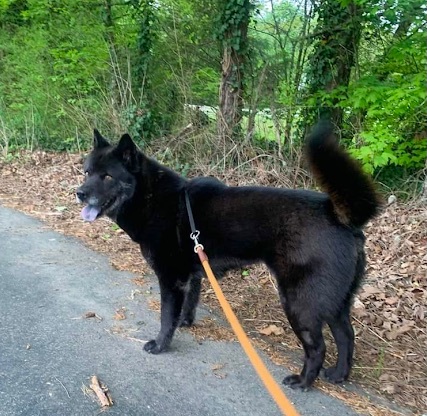 Nia, an adoptable Schipperke, Chow Chow in Knoxville, TN, 37920 | Photo Image 2