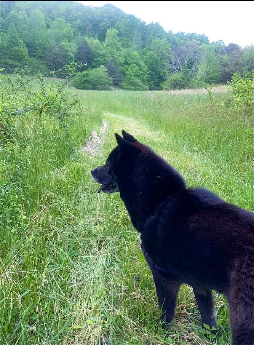 Nia, an adoptable Schipperke, Chow Chow in Knoxville, TN, 37920 | Photo Image 3