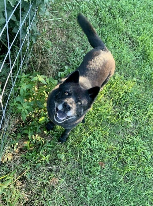 Nia, an adoptable Schipperke, Chow Chow in Knoxville, TN, 37920 | Photo Image 4