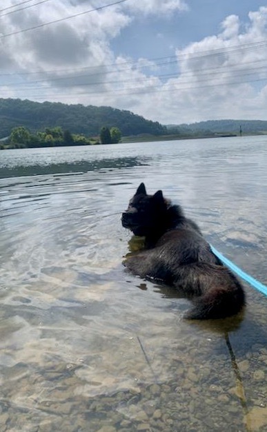 Nia, an adoptable Schipperke, Chow Chow in Knoxville, TN, 37920 | Photo Image 5