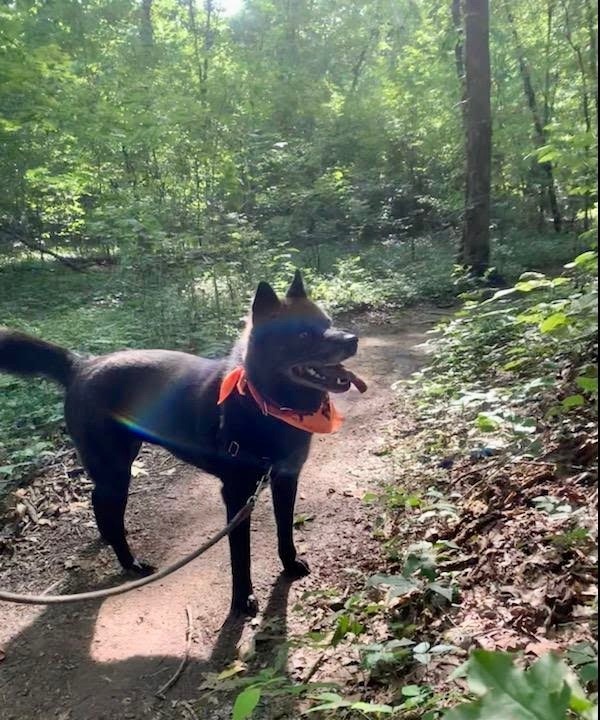 Nia, an adoptable Schipperke, Chow Chow in Knoxville, TN, 37920 | Photo Image 6