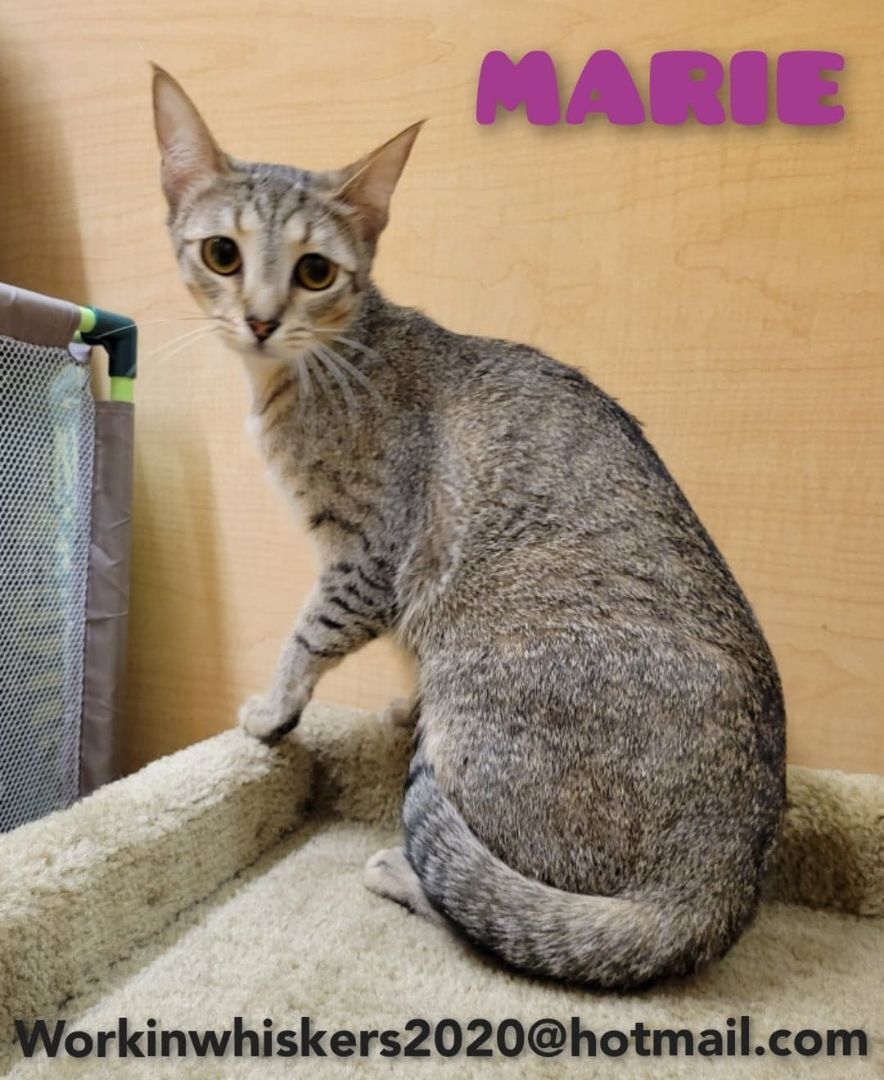 MARIE, an adoptable Abyssinian, Tiger in Murrieta, CA, 92562 | Photo Image 2