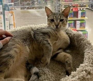 MARIE, an adoptable Abyssinian, Tiger in Murrieta, CA, 92562 | Photo Image 4