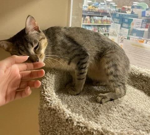 MARIE, an adoptable Abyssinian, Tiger in Murrieta, CA, 92562 | Photo Image 5