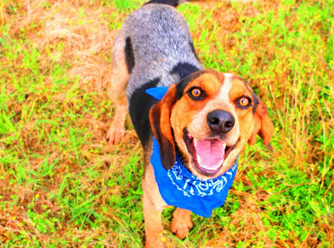 Drew, an adoptable Hound, Beagle in Muldrow, OK, 74948 | Photo Image 2