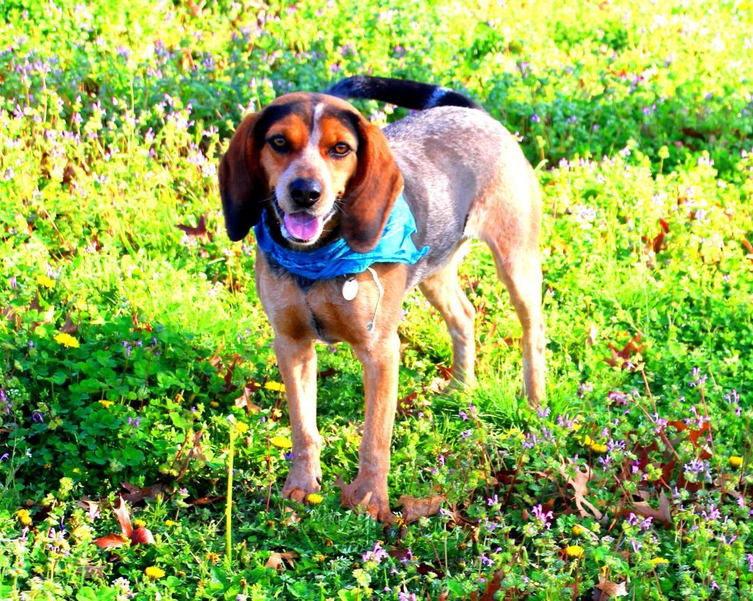 Drew, an adoptable Hound, Beagle in Muldrow, OK, 74948 | Photo Image 3