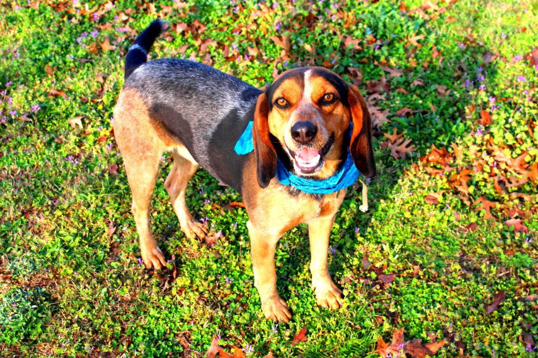 Drew, an adoptable Hound, Beagle in Muldrow, OK, 74948 | Photo Image 1