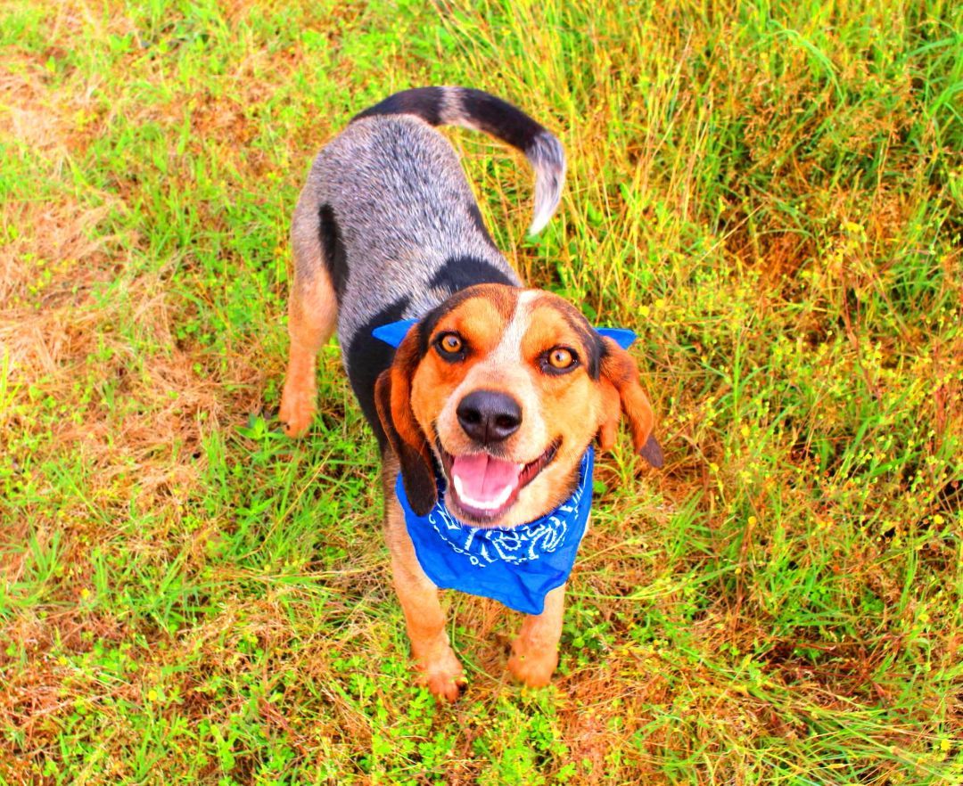 Drew, an adoptable Hound, Beagle in Muldrow, OK, 74948 | Photo Image 4