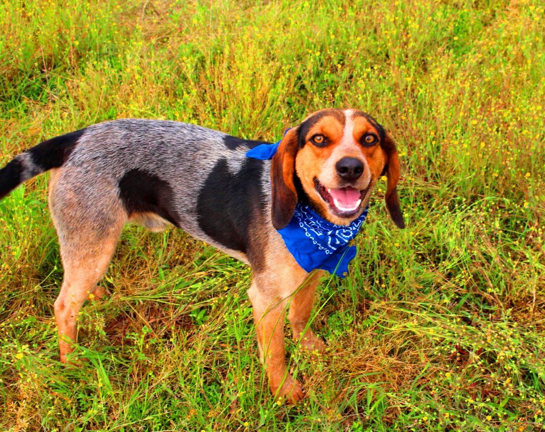 Drew, an adoptable Hound, Beagle in Muldrow, OK, 74948 | Photo Image 5
