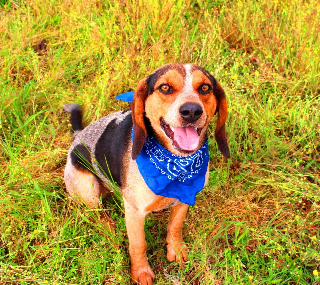 Drew, an adoptable Hound, Beagle in Muldrow, OK, 74948 | Photo Image 6