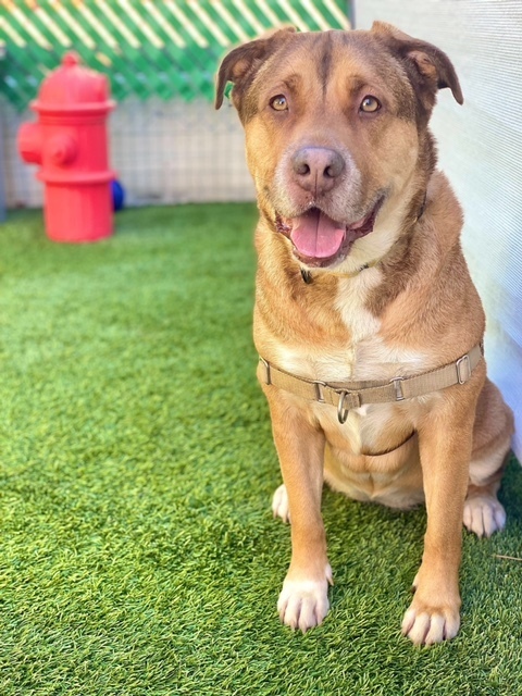Cloe, an adoptable Shepherd in San Diego, CA, 92103 | Photo Image 2