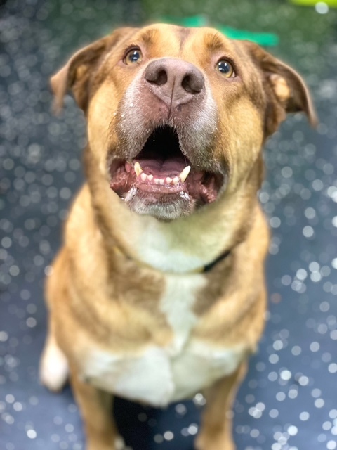 Cloe, an adoptable Shepherd in San Diego, CA, 92103 | Photo Image 3