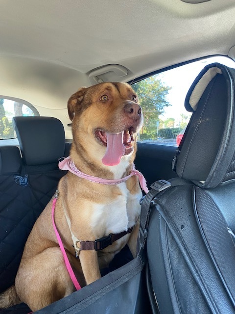 Cloe, an adoptable Shepherd in San Diego, CA, 92103 | Photo Image 4