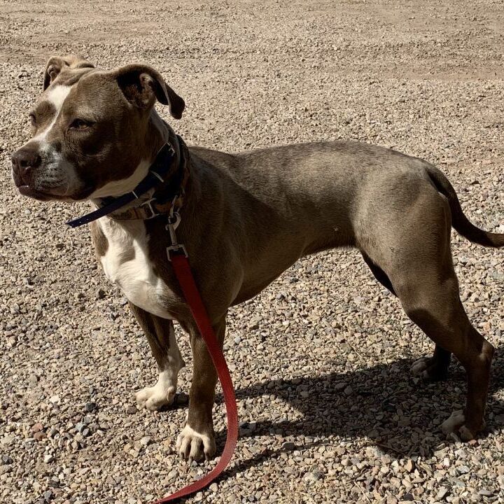 Brownie, an adoptable Pit Bull Terrier in Oakley, UT, 84055 | Photo Image 2