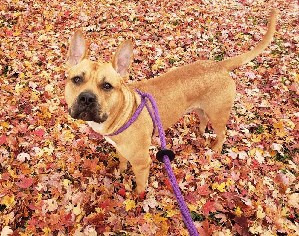 AC Baker, an adoptable Staffordshire Bull Terrier, French Bulldog in Fremont, NE, 68025 | Photo Image 1