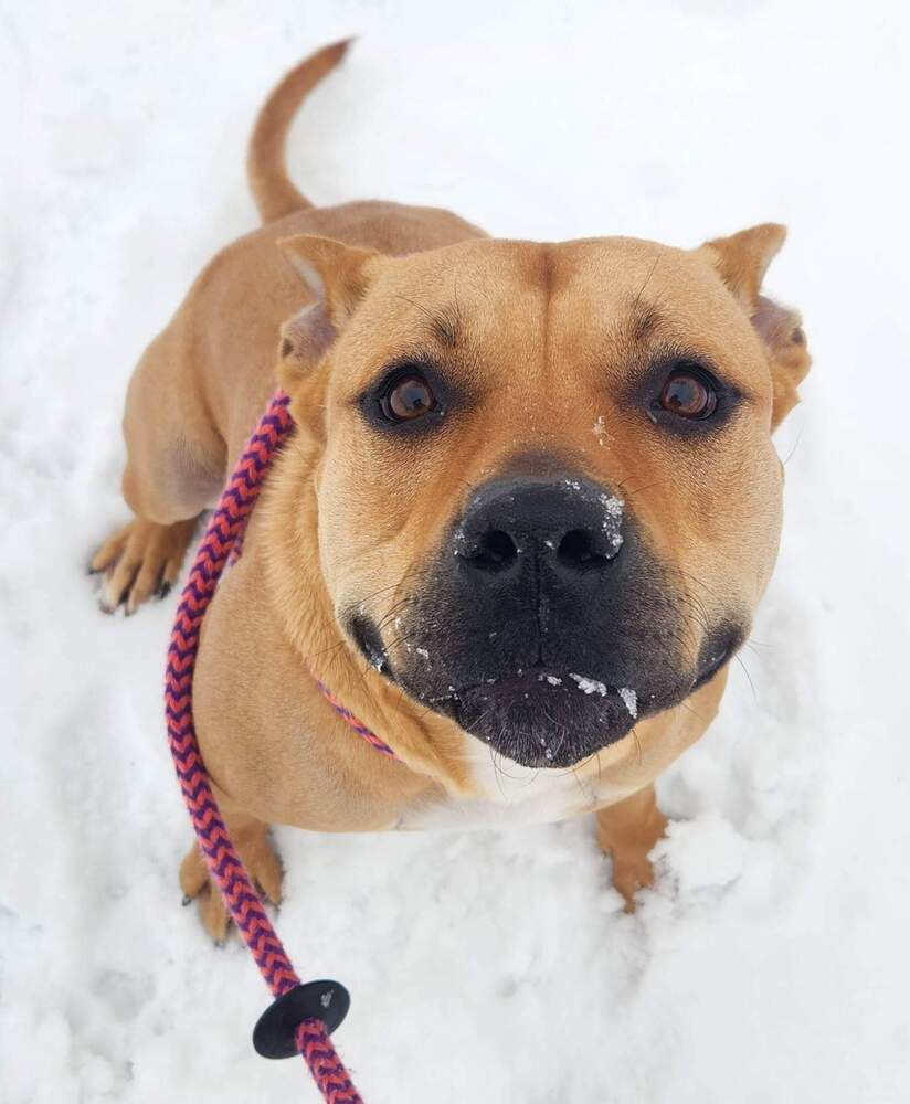 AC Baker, an adoptable Staffordshire Bull Terrier, French Bulldog in Fremont, NE, 68025 | Photo Image 2