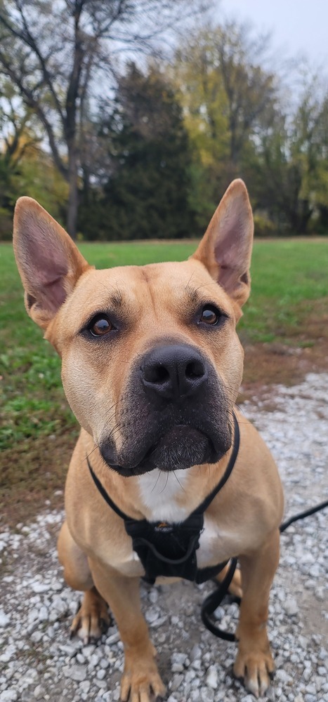 AC Baker, an adoptable Staffordshire Bull Terrier, French Bulldog in Fremont, NE, 68025 | Photo Image 3