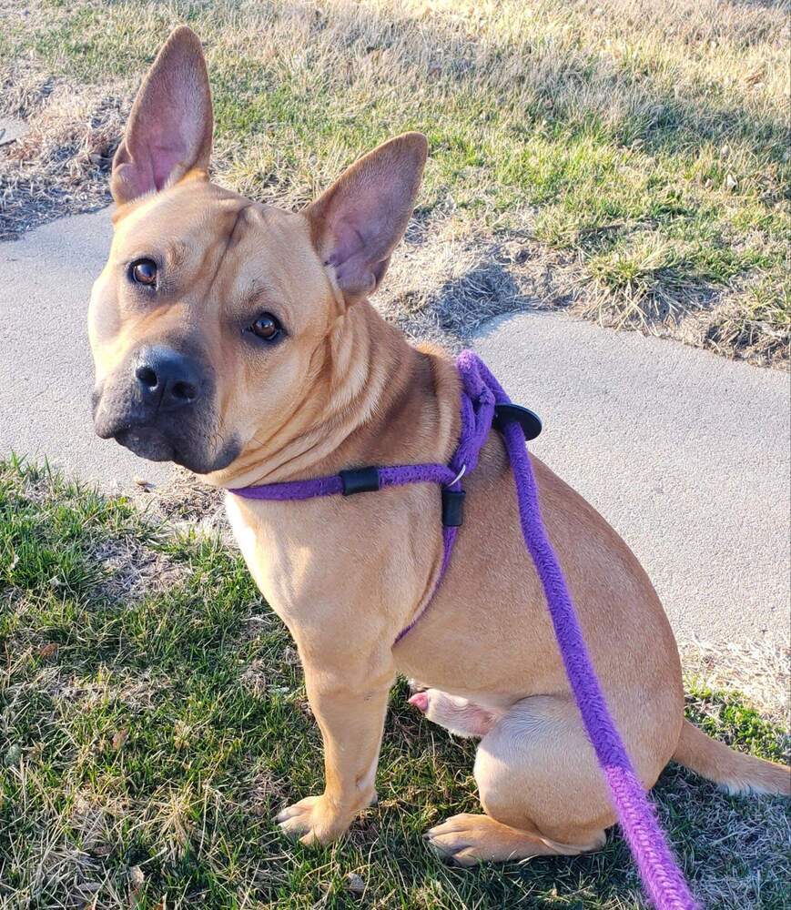 AC Baker, an adoptable Staffordshire Bull Terrier, French Bulldog in Fremont, NE, 68025 | Photo Image 4