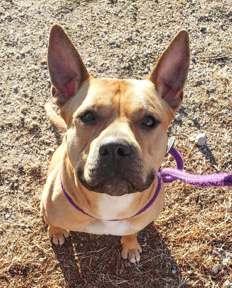 AC Baker, an adoptable Staffordshire Bull Terrier, French Bulldog in Fremont, NE, 68025 | Photo Image 5