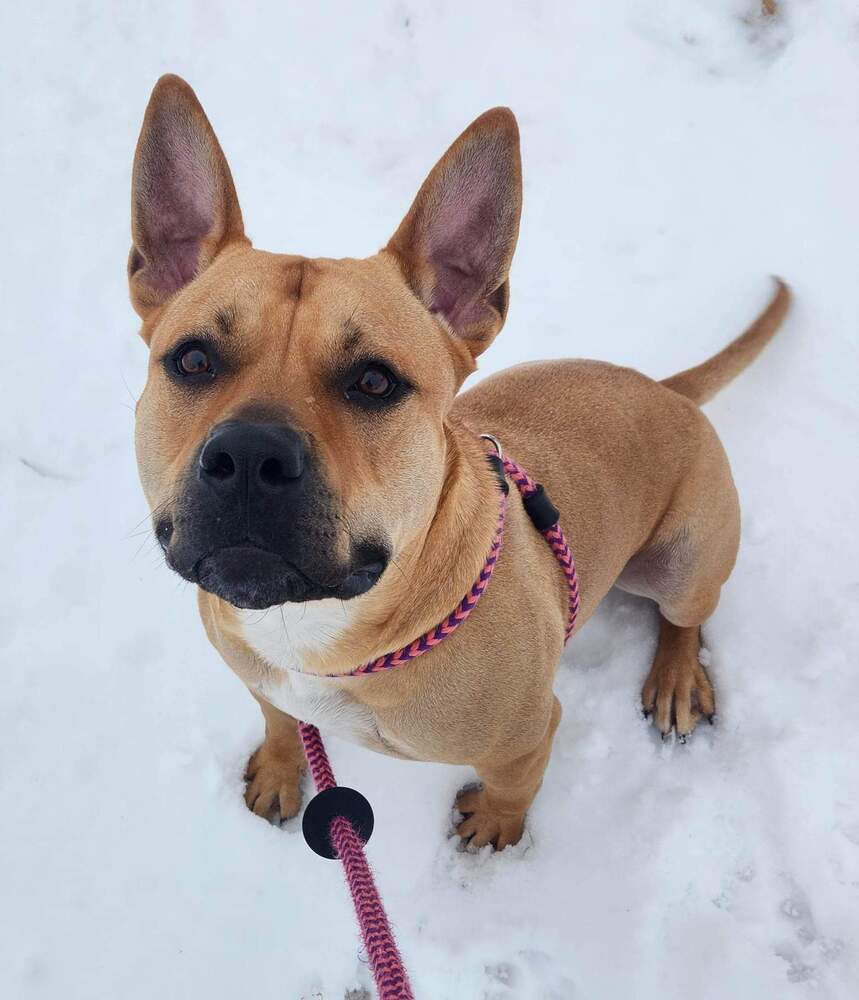 AC Baker, an adoptable Staffordshire Bull Terrier, French Bulldog in Fremont, NE, 68025 | Photo Image 6